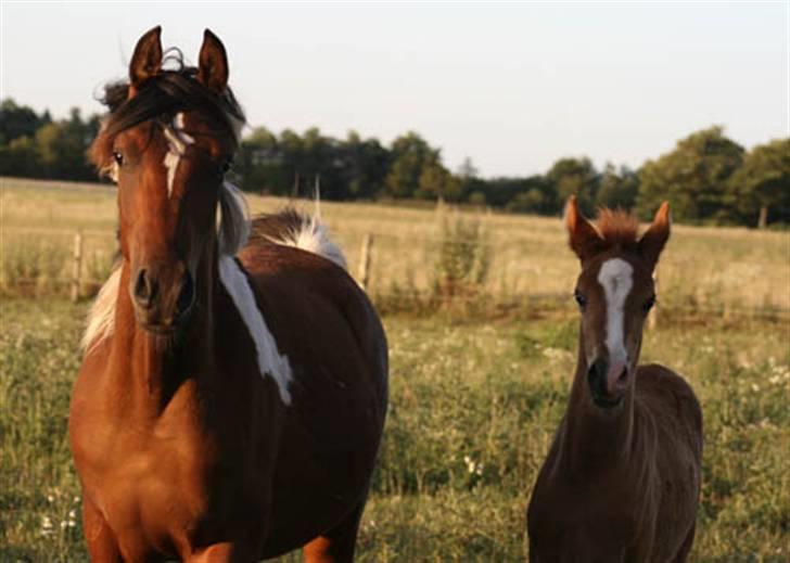 Arabisk fuldblod (OX) Salah al-Din billede 9