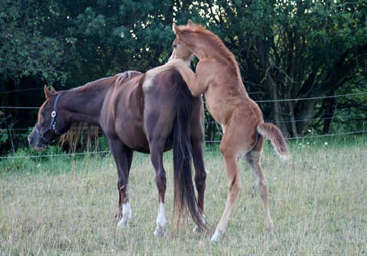 Arabisk fuldblod (OX) Salah al-Din billede 10