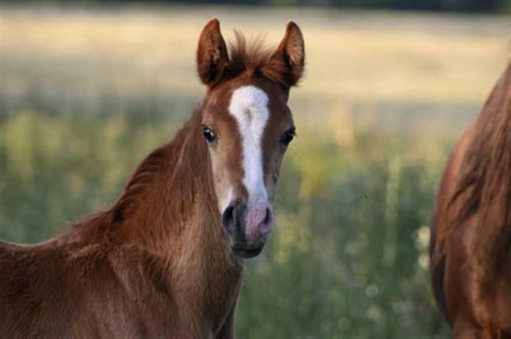 Arabisk fuldblod (OX) Salah al-Din billede 11