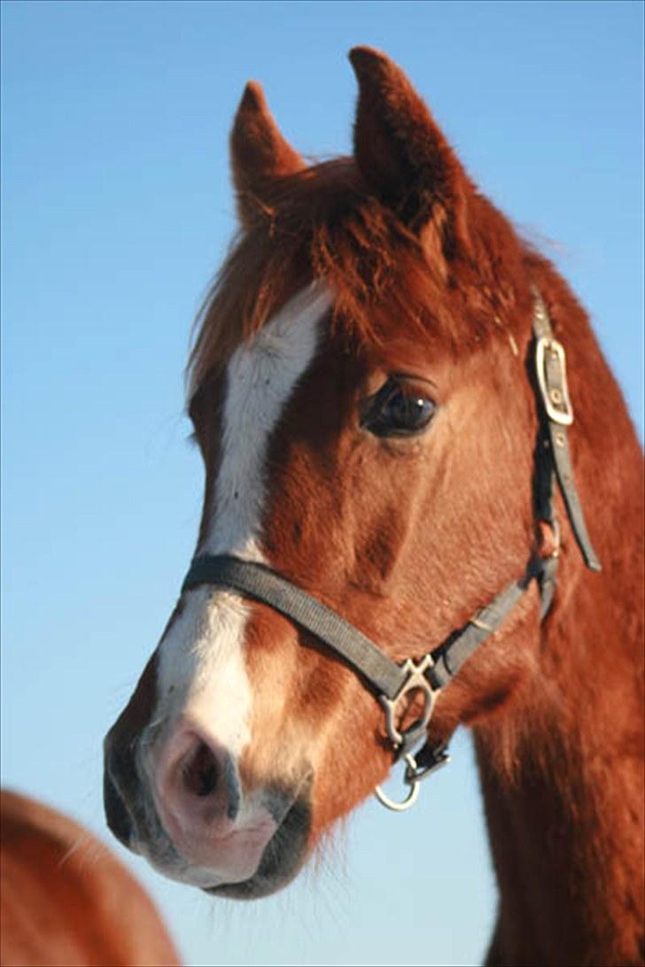 Arabisk fuldblod (OX) Salah al-Din billede 12