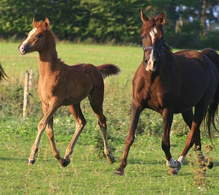 Arabisk fuldblod (OX) Salah al-Din billede 13