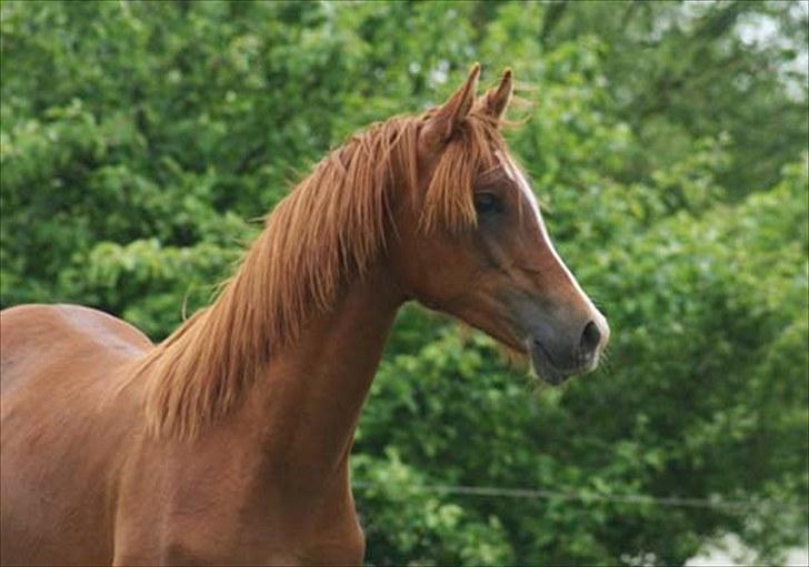 Arabisk fuldblod (OX) Salah al-Din billede 14