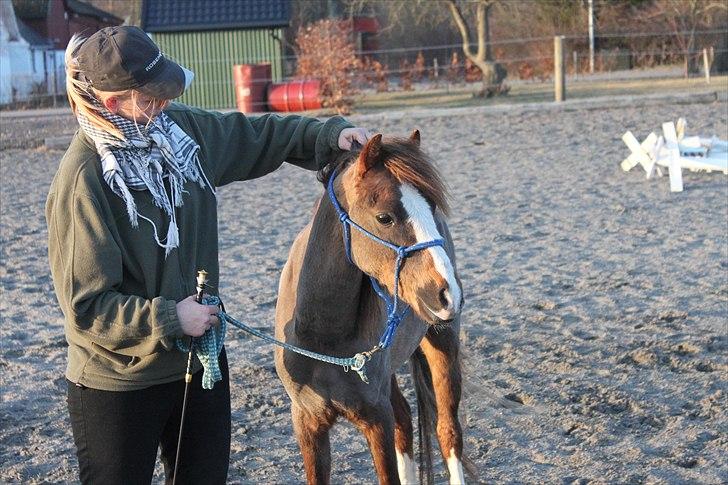 Welsh Pony (sec B) Maccoy, (Udlånt). Ejer: Annika Rosenqvist - Maccoy var nu glæd for at se sin mor det var super dejligt <3<3 billede 10