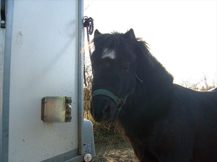 Shetlænder Trøstmosegaadens Speedy<3 - Velkommen til Speedys profil<3 billede 1