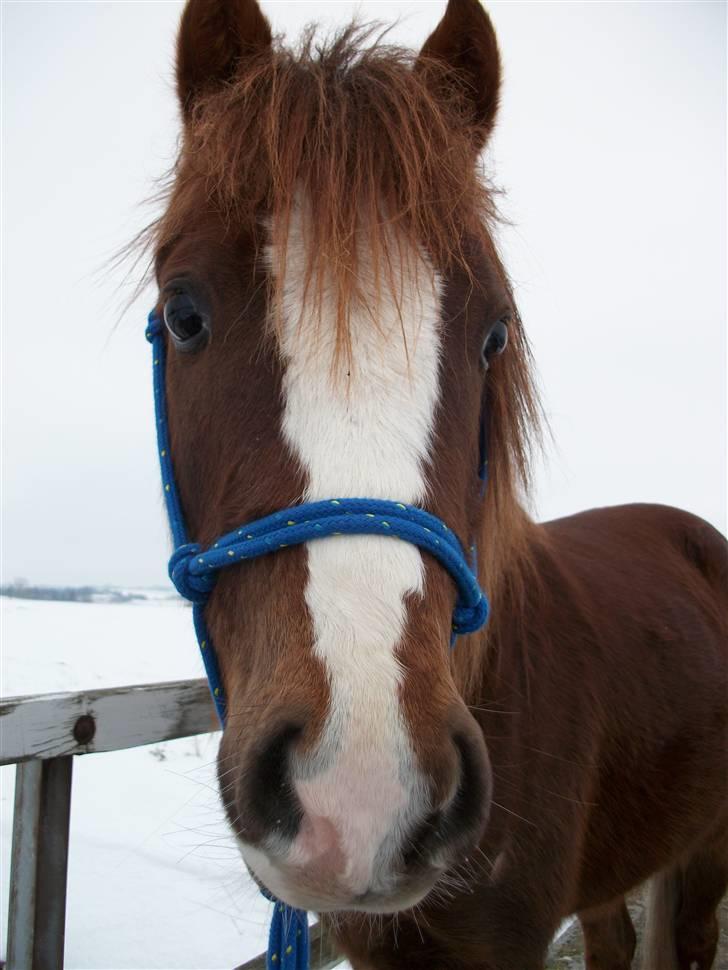 Welsh Pony (sec B) Maccoy, (Udlånt). Ejer: Annika Rosenqvist - Er jeg ikke bare dejlig ? billede 5