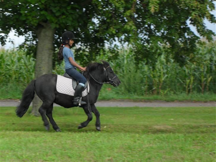 Shetlænder Trøstmosegaadens Speedy<3 - Se vi flyver<3 billede 2
