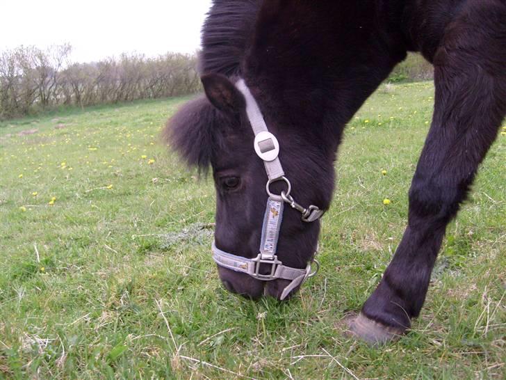 Shetlænder Trøstmosegaadens Speedy<3 - jeg her ikke tid til at kikke jeg spisder billede 3