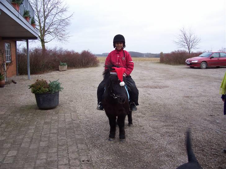 Shetlænder Trøstmosegaadens Speedy<3 - hvad er der over? billede 6