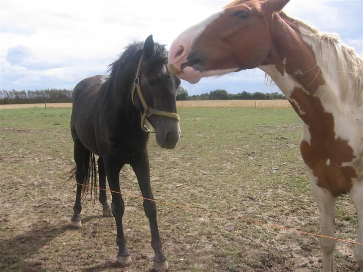 Trakehner Edelstern*solgt* billede 1