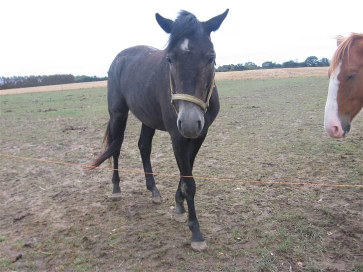 Trakehner Edelstern*solgt* billede 2