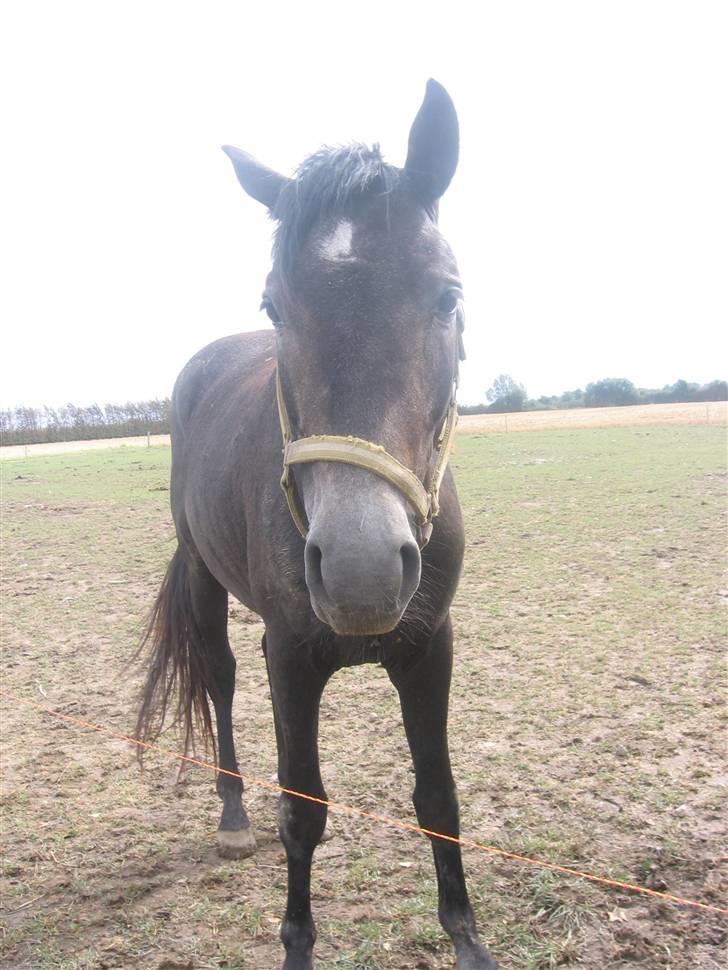 Trakehner Edelstern*solgt* billede 4