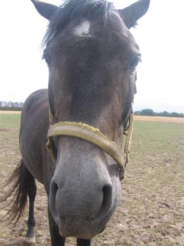 Trakehner Edelstern*solgt* billede 5