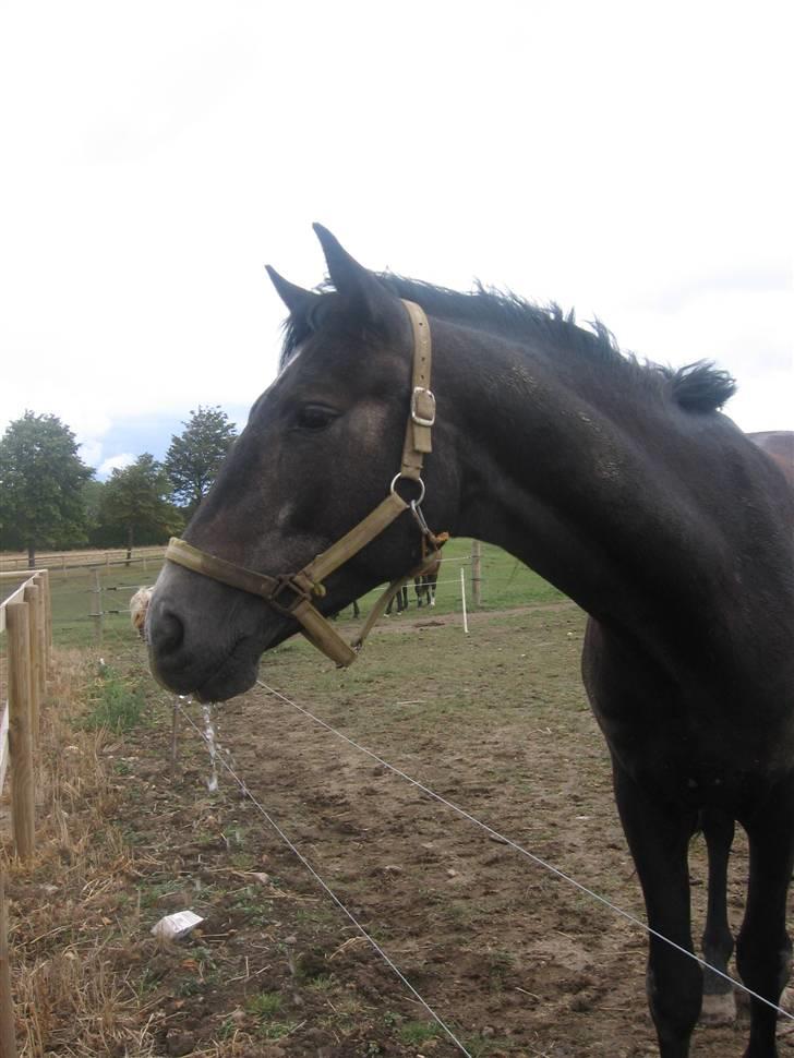 Trakehner Edelstern*solgt* billede 7