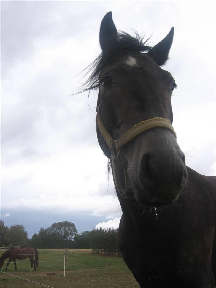 Trakehner Edelstern*solgt* billede 8