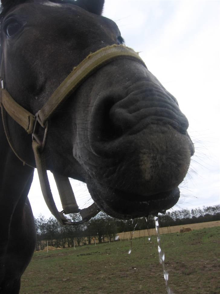 Trakehner Edelstern*solgt* billede 10