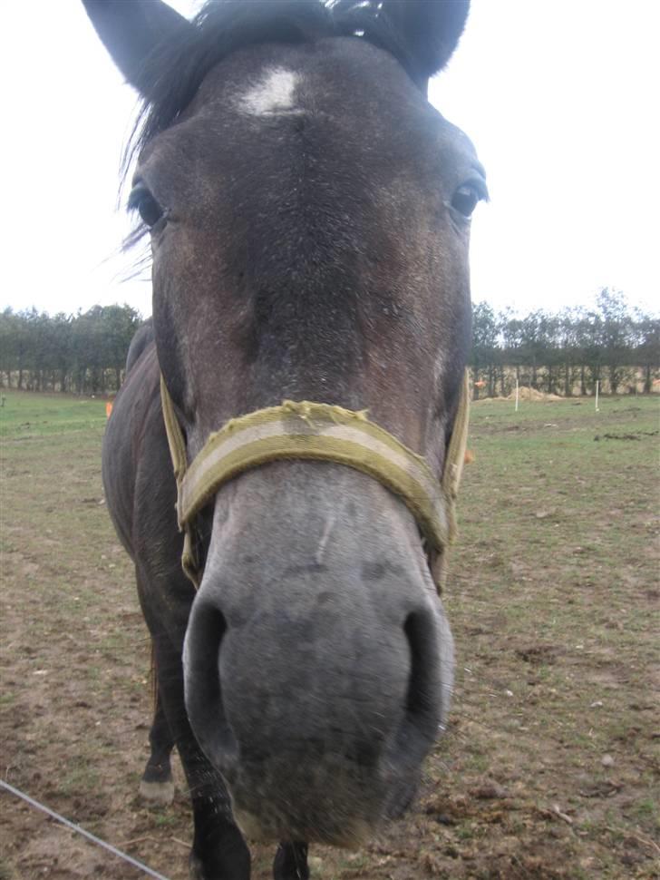 Trakehner Edelstern*solgt* billede 11