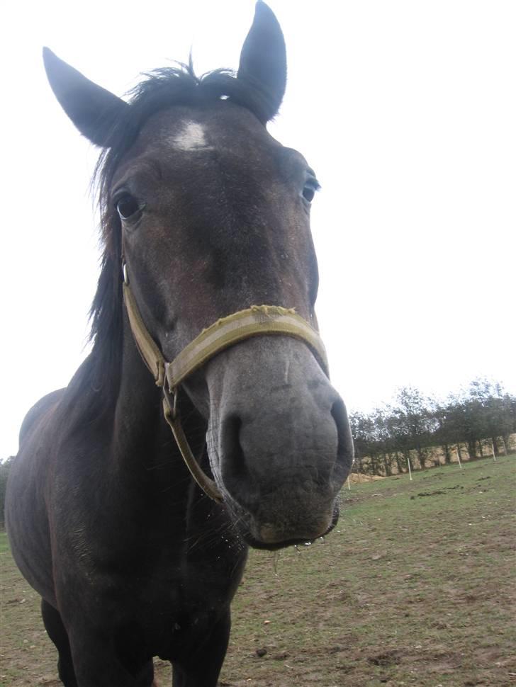 Trakehner Edelstern*solgt* billede 12