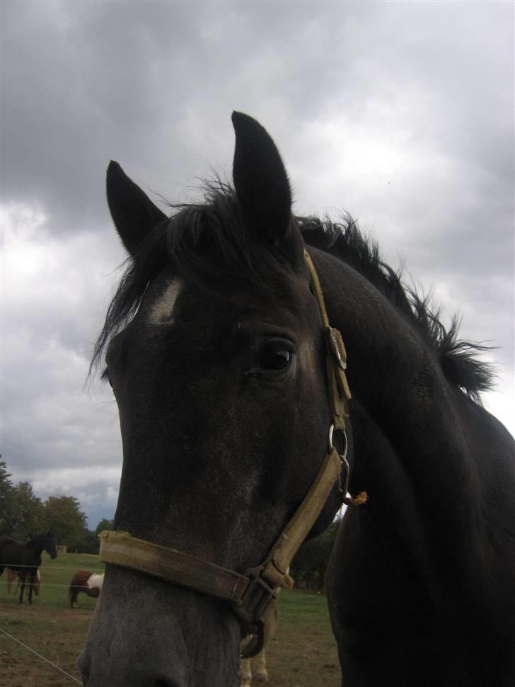 Trakehner Edelstern*solgt* billede 13