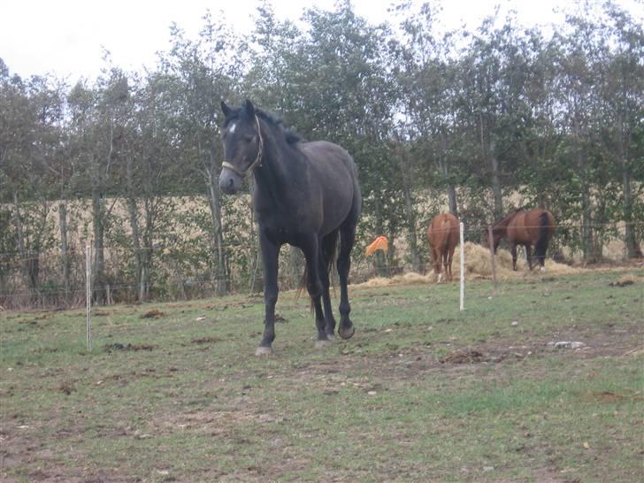 Trakehner Edelstern*solgt* billede 14