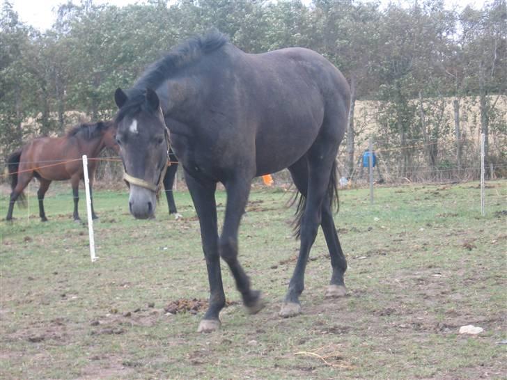 Trakehner Edelstern*solgt* billede 15