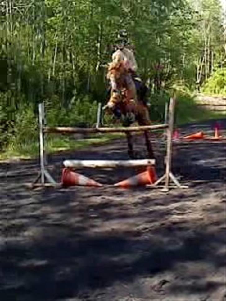 Welsh Cob (sec D) Reballe Tazet Toyboy billede 18