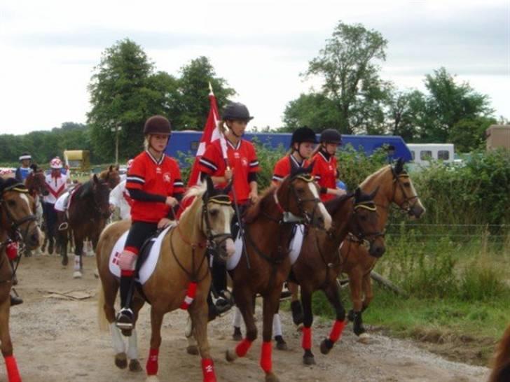 Welsh Cob (sec D) Reballe Tazet Toyboy billede 19