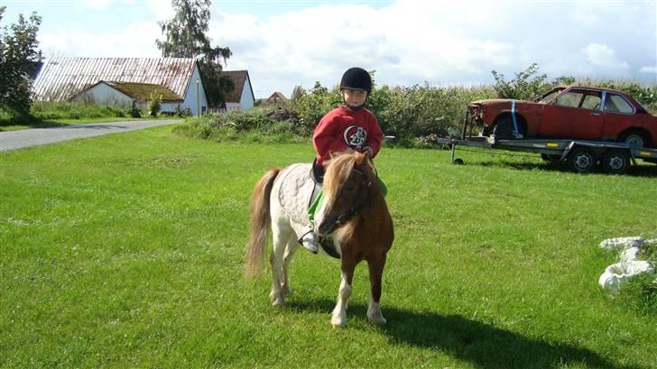 Shetlænder Lotte billede 10