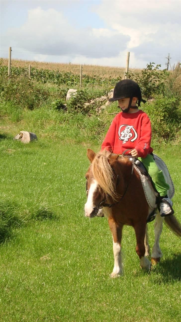 Shetlænder Lotte billede 11