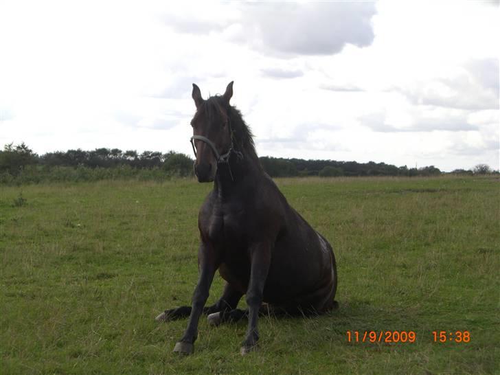 Oldenborg Tootsie - Farvel, og tak fordi i kiggede med :D. Læg gerne en bedømmelse og en kommentar før i går ;). {Foto: Mig} billede 20