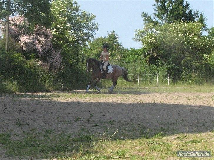 Tysk Sportspony Nelly   - dressur træning :D billede 17