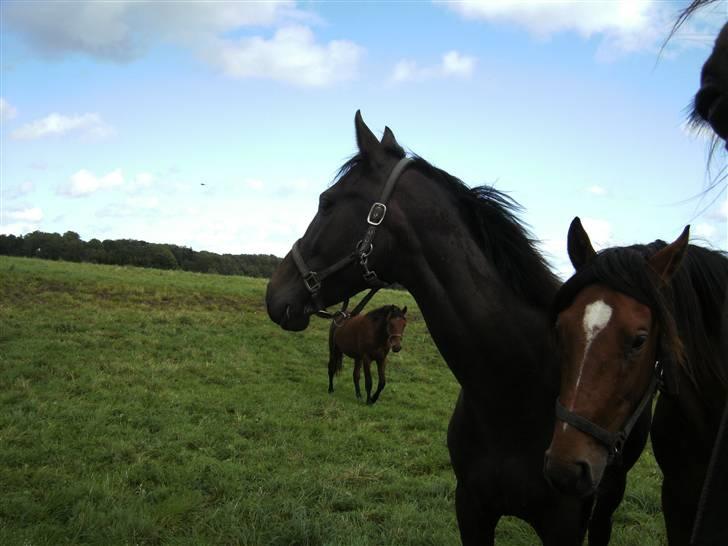Dansk Varmblod loree quintus (junior) billede 8