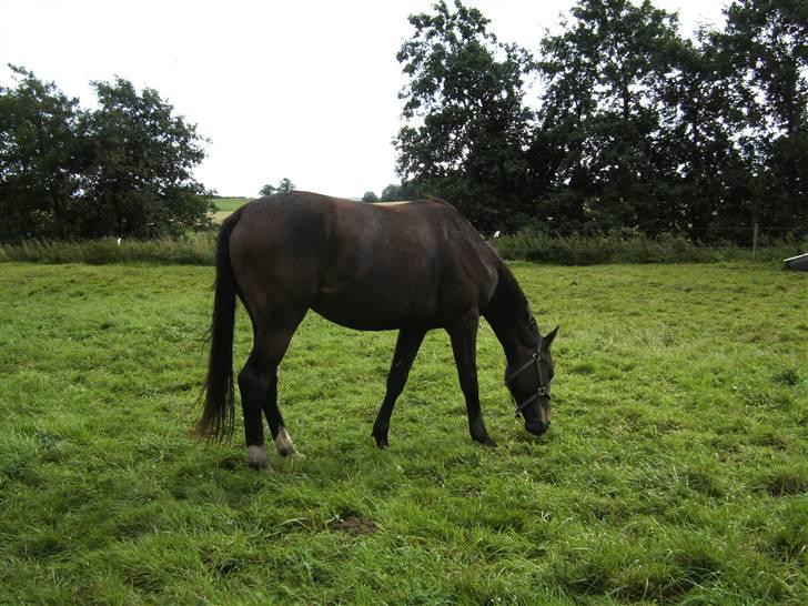 Dansk Varmblod loree quintus (junior) billede 9