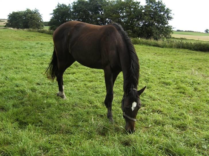 Dansk Varmblod loree quintus (junior) billede 10