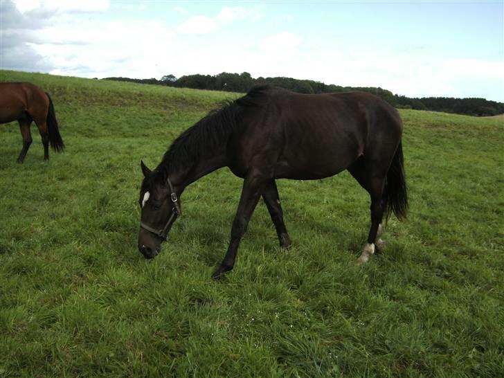 Dansk Varmblod loree quintus (junior) billede 12