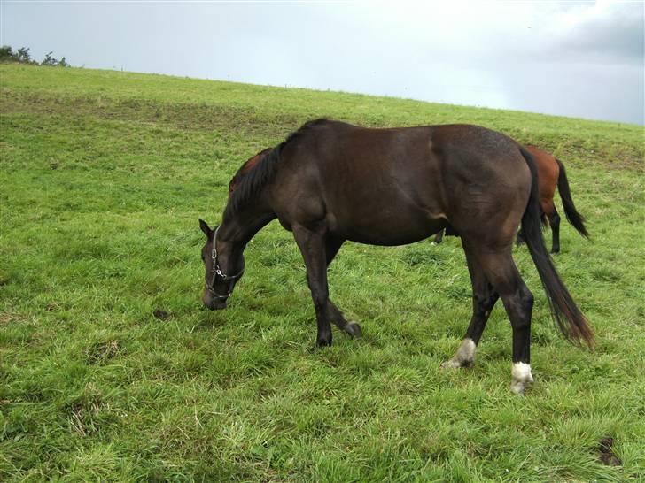 Dansk Varmblod loree quintus (junior) billede 13