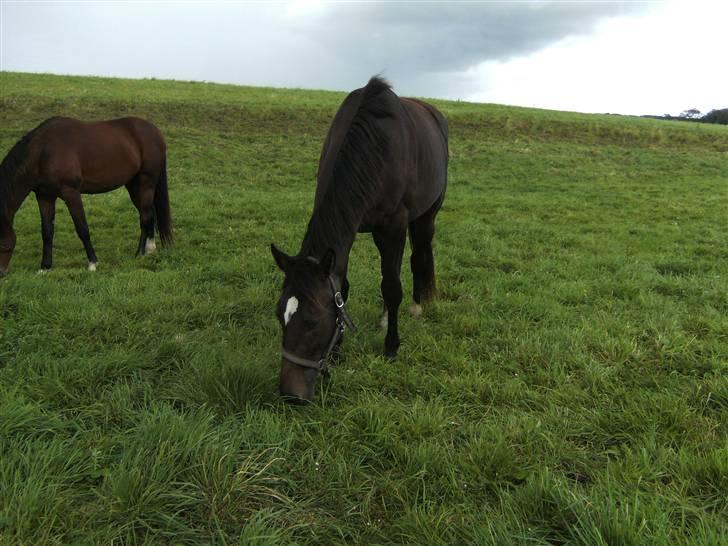 Dansk Varmblod loree quintus (junior) billede 15