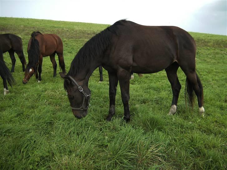 Dansk Varmblod loree quintus (junior) billede 16