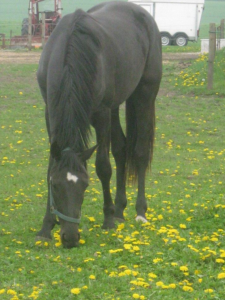 Dansk Varmblod Savanha - Forår 2011 billede 1