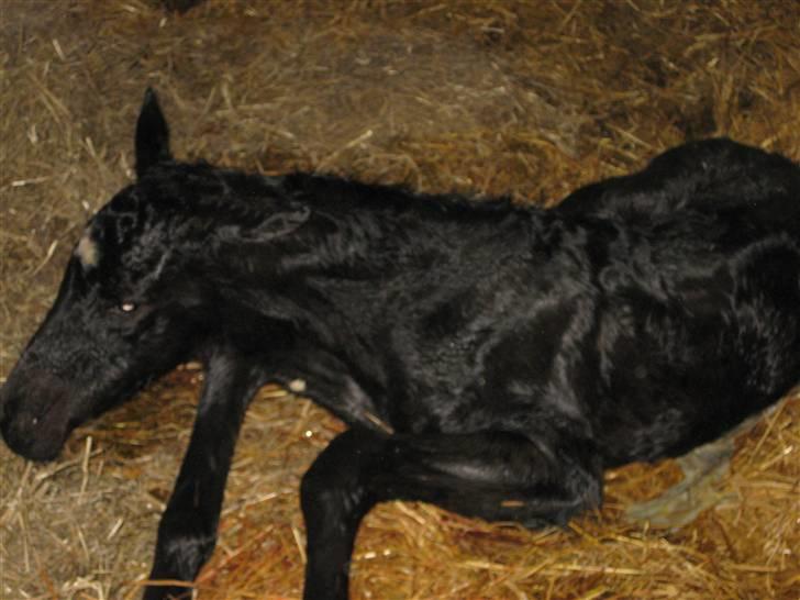Dansk Varmblod Savanha - sikk´ en hård dag. billede 2