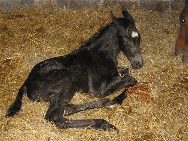 Dansk Varmblod Savanha - ahhh! billede 3