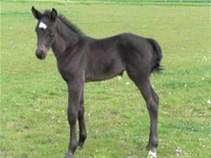 Dansk Varmblod Savanha - her er mange nye ting!! billede 4