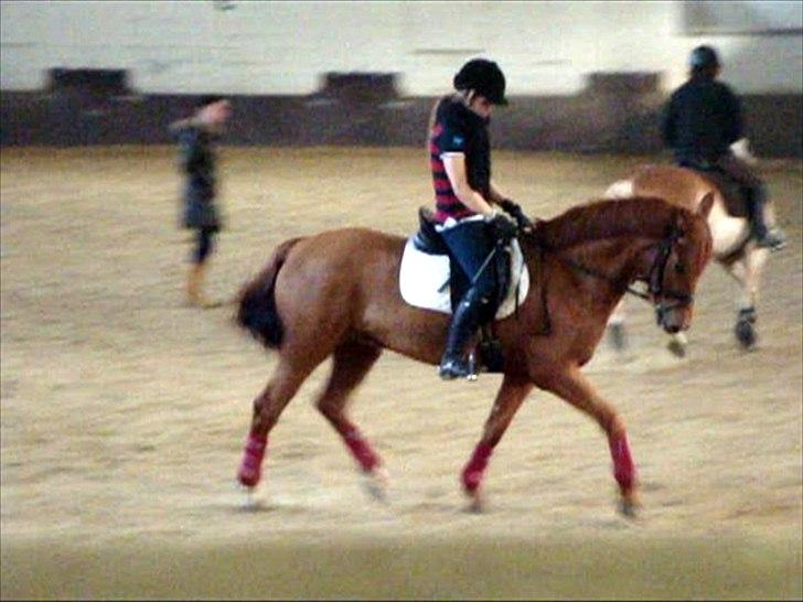 Hollandsk Sportspony Amazing Amigo *B-pony*  - dressur hos Anke Ter Beek . 13 marts :-) billede 20