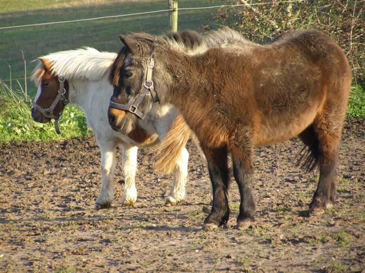 Shetlænder Bamse *R.I.P* 26/1 2012 :/ - Bamse og Mille :) billede 3