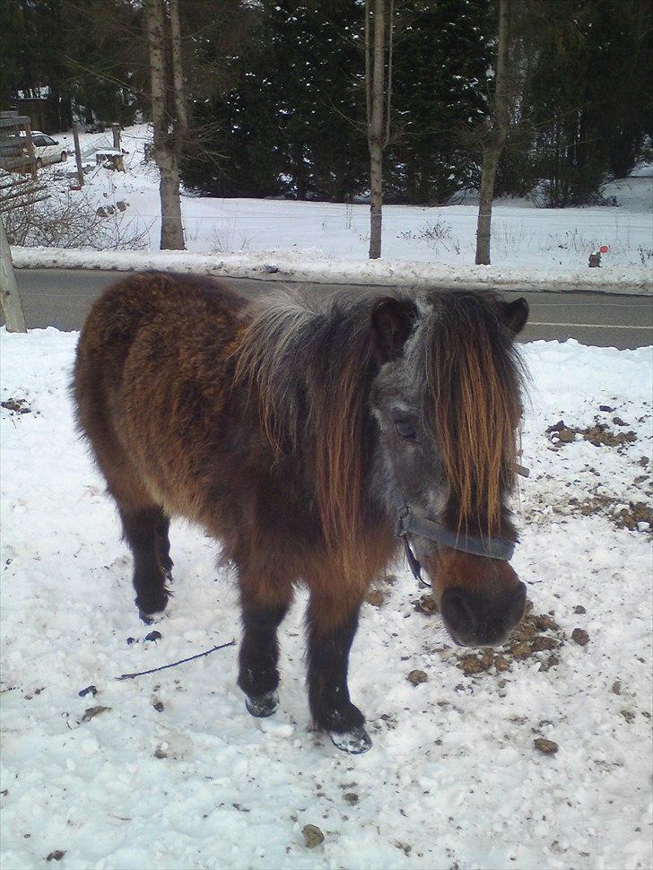 Shetlænder Bamse *R.I.P* 26/1 2012 :/ - Bamse som hun ser ud nu.. D. 20 Feb 2011.. Ved godt hun tynd og ser lidt slidt ud men hun er jo også pænt gammel.. billede 4
