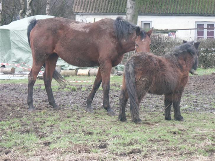 Shetlænder Bamse *R.I.P* 26/1 2012 :/ - Første gang Bamse og Fina hilser på hinanden :) billede 5