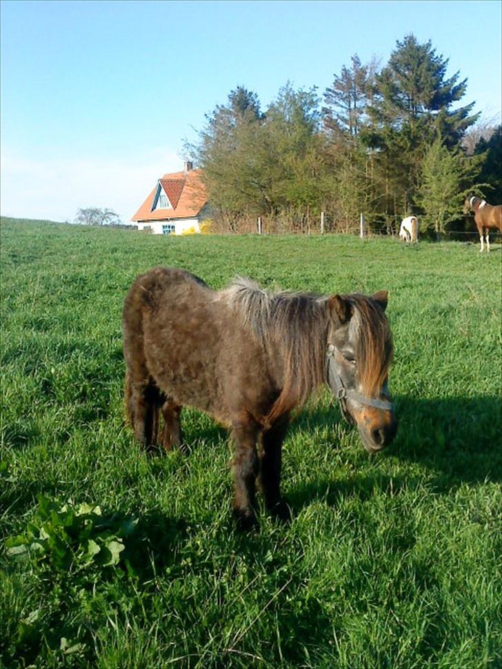 Shetlænder Bamse *R.I.P* 26/1 2012 :/ - My angel! billede 8