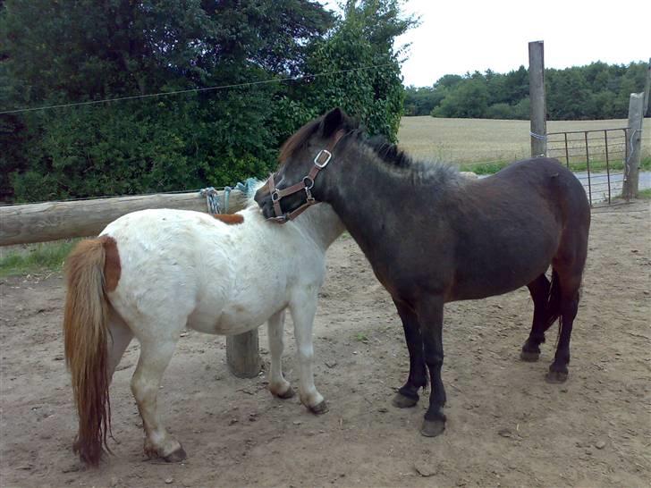 Shetlænder Bamse *R.I.P* 26/1 2012 :/ - Bamse og Mille i 2009 :) billede 10