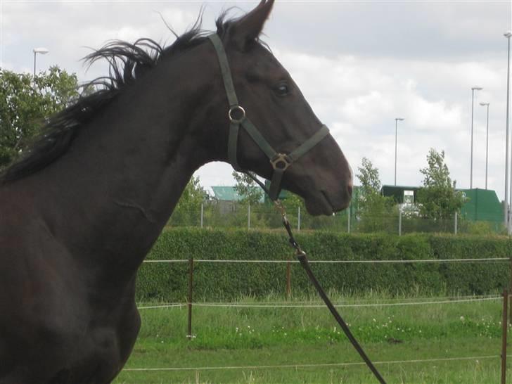 Dansk Varmblod Skønne Shiraz<3 billede 1