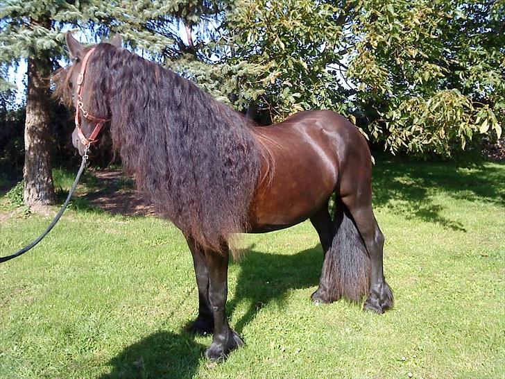 Frieser Goudtsje F - hendes man er vokset rigtig meget siden vi fik hende skønt:) billede 15