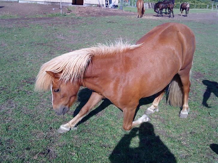 Shetlænder Speedy - Tricks:neje d.30/8-09 billede 12
